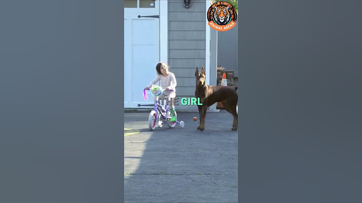 This Is Why the Doberman Is the Best Guard Dog for Your Child 🐕❤️