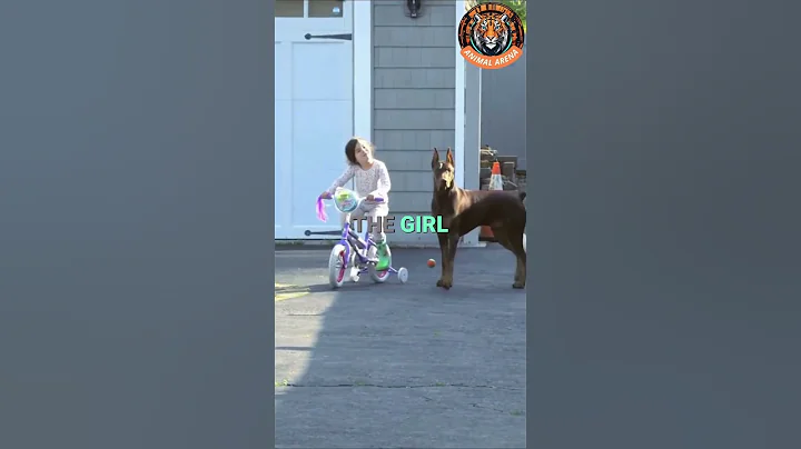 This Is Why the Doberman Is the Best Guard Dog for Your Child 🐕❤️ thumbnail