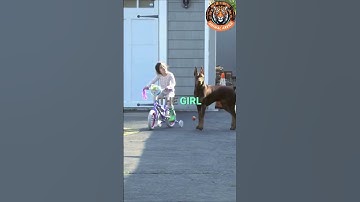 Thumbnail of This Is Why the Doberman Is the Best Guard Dog for Your Child 🐕❤️