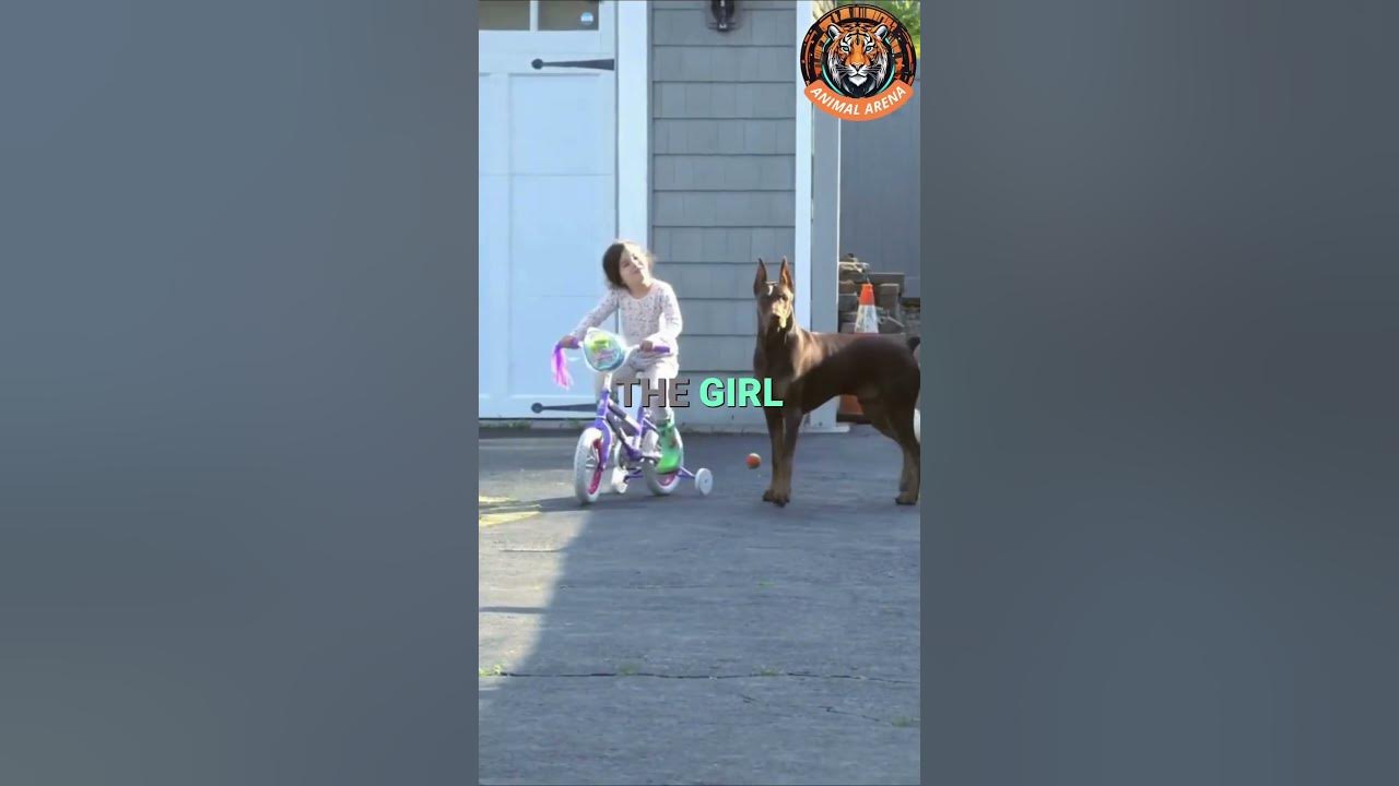 This Is Why the Doberman Is the Best Guard Dog for Your Child 🐕❤️