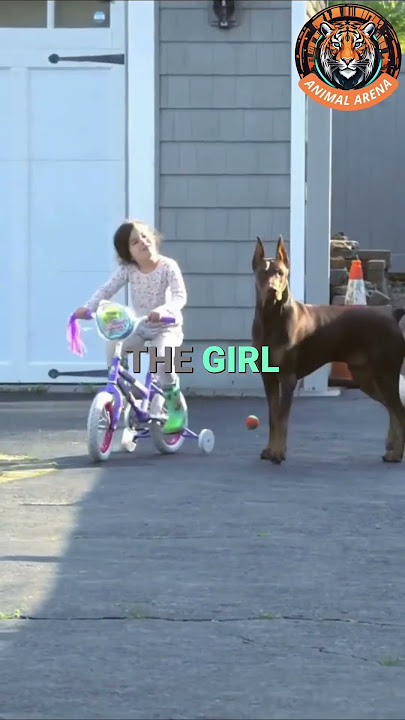 This Is Why the Doberman Is the Best Guard Dog for Your Child 🐕❤️