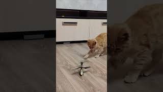 Yavru Kedi Helikopteri Çalıştırdı.