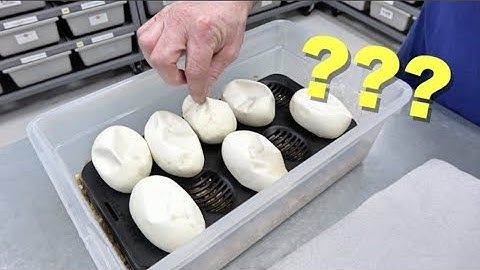 Another Monsoon Clutch ??? Ball python Egg Cutting !!!