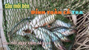 CÂ.U MỒI BÉN DÍNH ĐƯỢC NGUYÊN Ổ CÁ TRA KIẾM HƠN CẢ KÍ CÁ MỖI NGÀY TỪ VIỆC CÂ.U