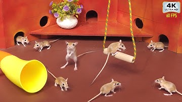 Cat TV Mouse Games | Real  Mice Playing in Colorful Maze | 4K 60FPS Ultimate Entertainment for Cats