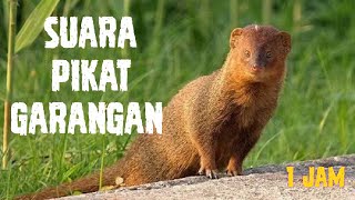 suara pikat garangan 1 jam