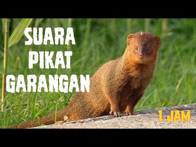 suara pikat garangan 1 jam class=