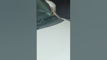 Asli chameleon wrap ye hota hai #swift#automobile #shortsfeed #trending