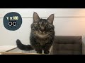 vr cats/ grooming【VR180】３D