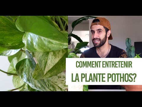Comment entretenir la plante Pothos? (l'entretien de la plante Epipremnum)