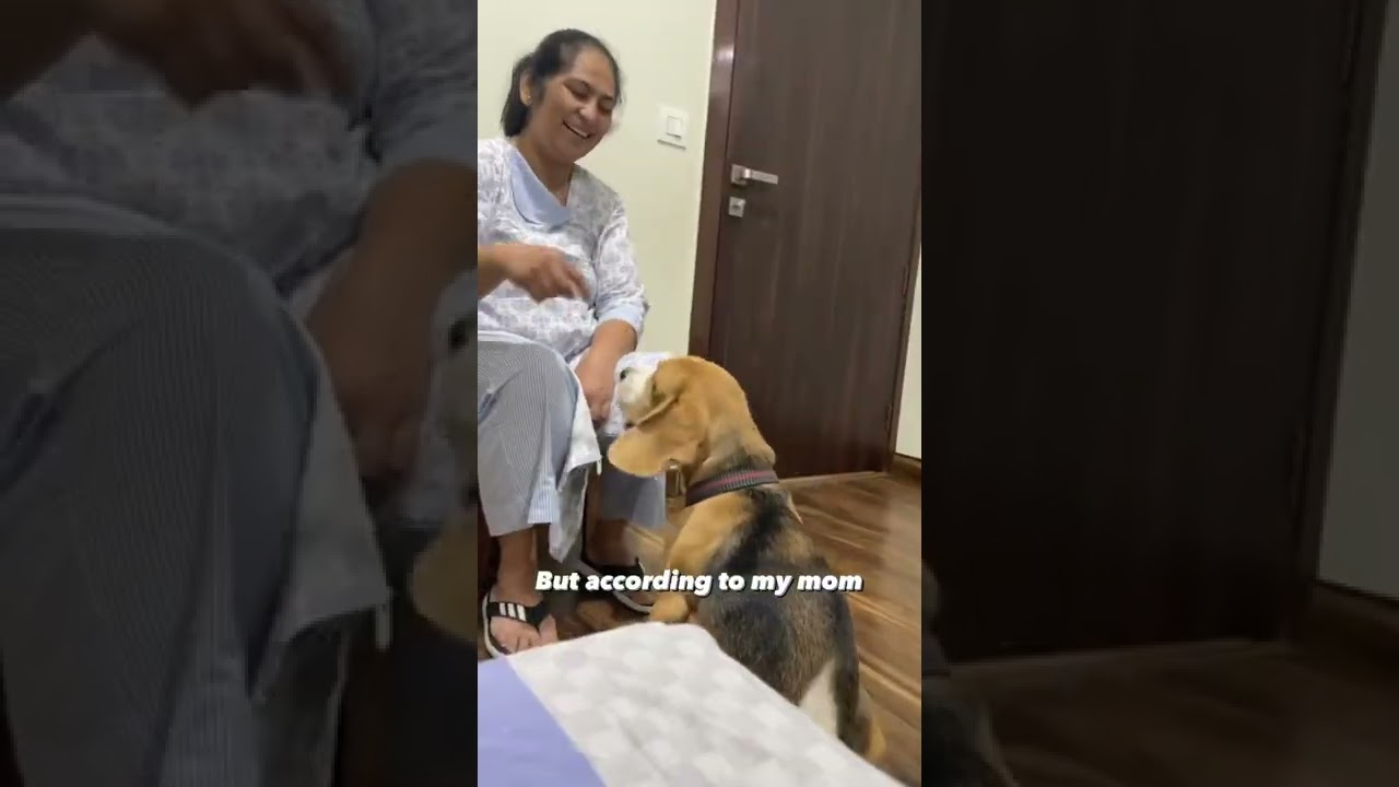 Cute little beagle 🥰🐶 