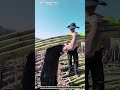 How Manual Tool Method Moves Heavy Bamboo Without Machine Help
