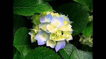 عامر الكاظمي سورة يونس