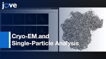 Cryo-EM and Single-Particle Analysis with Scipion