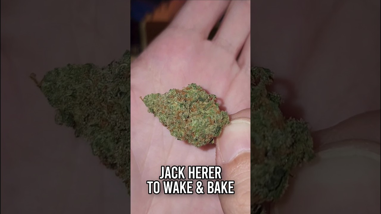 A CLASSIC Cannabis Strain To Wake & Bake Today! (Jack Herer!!)