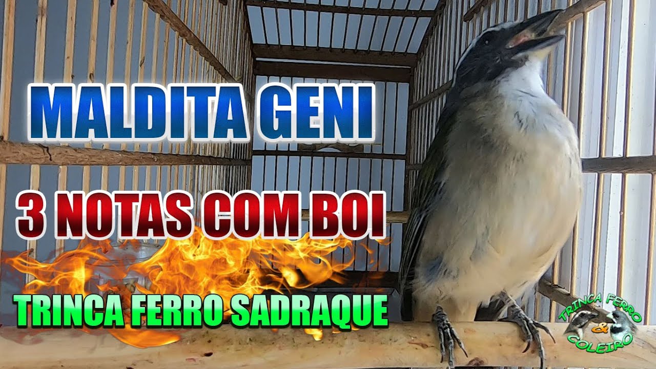 Canto De Trinca Ferro Sou Terrível Canto Maldita Geni E 3 Notas Com Boi By Tf Sadraque Youtube