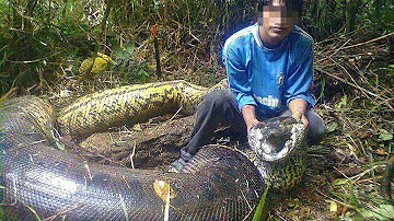 Quali sono i serpenti più grossi?