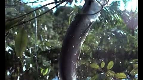 Loài CÁ RỒNG săn mồi bậc nhất 🐊 #Shorts