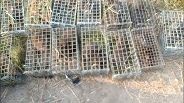 Thăm Bẫy Chuột Cống Nhum Tập 205(Một Đàn cống nhum)#ccvlog