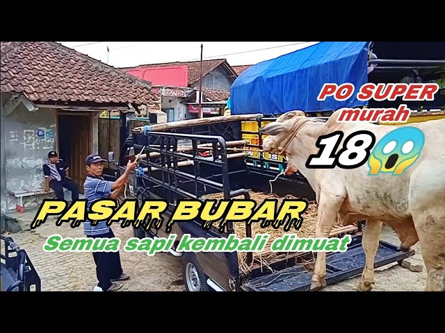 TRUBUS semi | review loading Sapi  ada bapak bapak dapat  bakalan SUPER MURAH || MURAH BANGET ‼️ class=