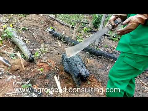 Vidéo: Comment récolter la canne à sucre - Conseils pour la récolte des plants de canne à sucre