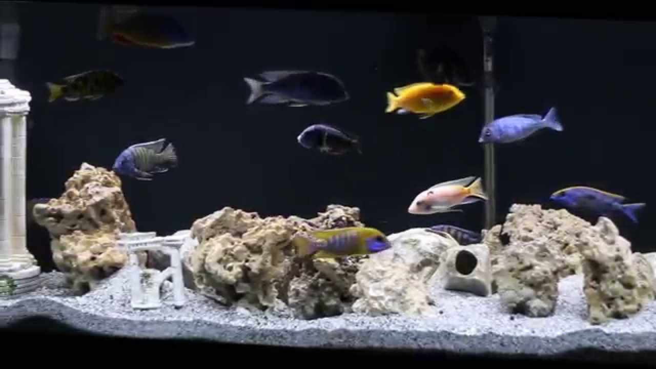 125 Gallon African Cichlid Aquarium YouTube