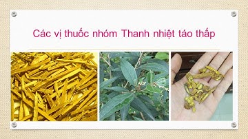 Các vị thuốc nhóm Thanh nhiệt táo thấp | Bacsiyhoccotruyen.vn