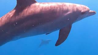Soma Bay Red Sea | Beach Life, Diving, Golf & Luxury Hotels in Egypt