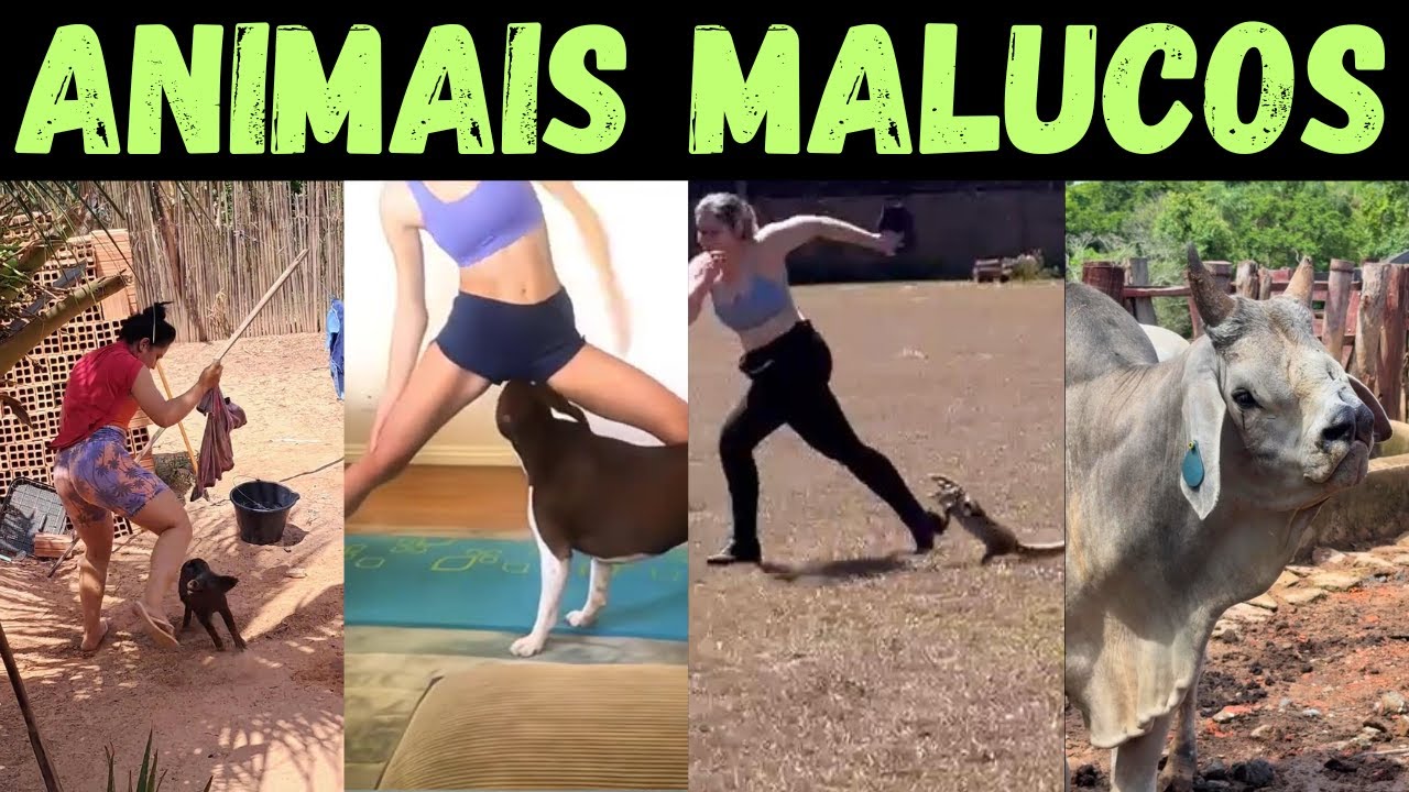 Os BICHOS mais LOUCOS do CAMPO: os zangados, valentes, famintos e os comédias!