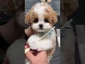 Cute puppy ❤️ #かわいい犬 #anjingcomel #สุนัขน่ารัก#cutedogph #chóđángyêu #anjinglucu #cachorrofofo