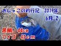 おじゃこの釣行記2019年　6月-2　和歌山　フカセ釣り　黒鯛44cm　アイゴ43cm