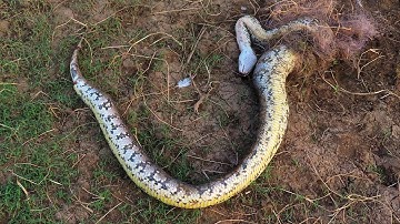 Found a huge python dead in fishing net 💔