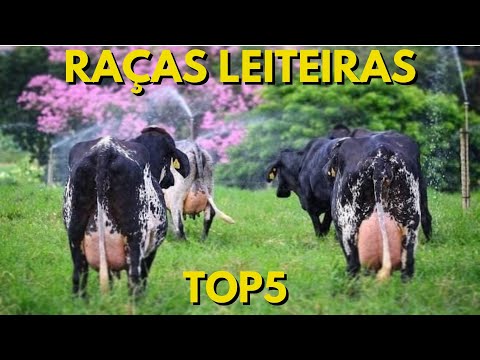 Vídeo: Quais São As Melhores Raças De Vacas Leiteiras: Descrição E Produtividade