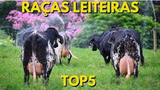 RAÇAS LEITEIRAS - Top5