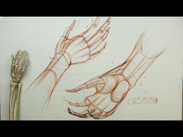 Drawing hands | Cara menggambar, Tutorial gambar kartun, Sketsa