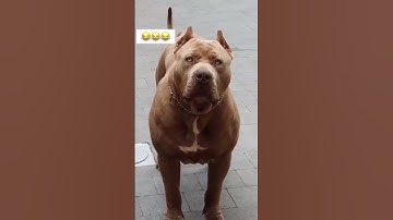 Thumbnail of Esse cachorro é perigoso😢😂