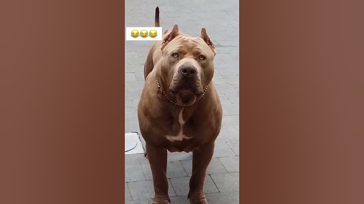 Esse cachorro é perigoso😢😂