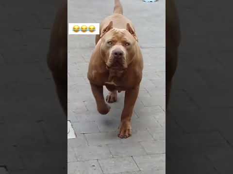 Vídeo: Depois de um ano no abrigo, um cachorro apavorado está apenas aprendendo a abanar o rabo