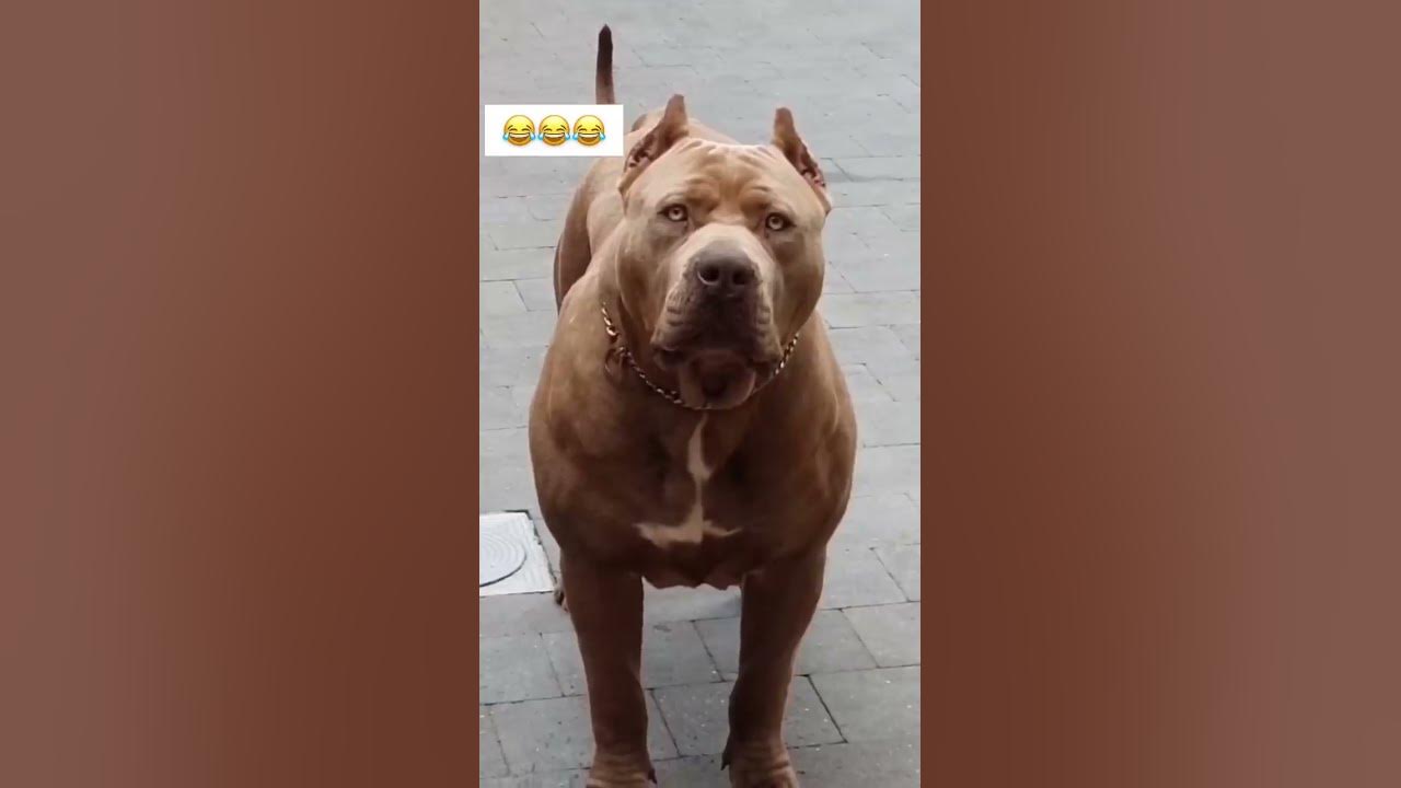 Esse cachorro é perigoso😢😂