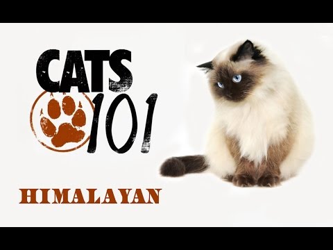 Видео: Гипоаллергенная порода гималайских кошек, здоровье и продолжительность жизни