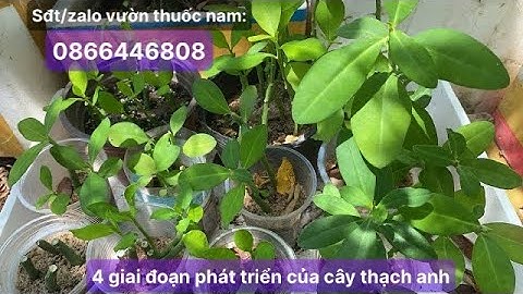 #1 Nhân giống cây thạch anh, trị viêm hiệu quả