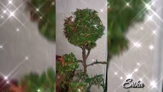 Pruning a plant into topiary ✨| Erika Official by Erika Official 19 views 2 years ago 1 minute, 15 seconds