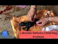 important information about Labrador Retrievers Delivery Puppy’s | Birth | Bag Problem - Bhola Shola