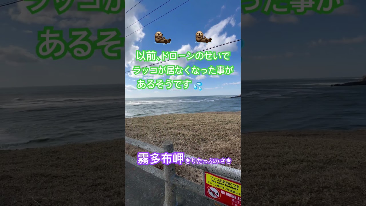 ラッコが驚きます！ドローン禁止#北海道#ラッコ#らっこ#霧多布岬#かわいい#癒し#animals#seaotter#wildlife#動物#自然#浜中町#ドローン#哺乳類