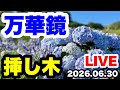 ◆アジサイ【万華鏡】挿し木・剪定🪴