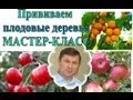 ПРИВИВКА плодовых деревьев,  МАСТЕР-КЛАСС + советы