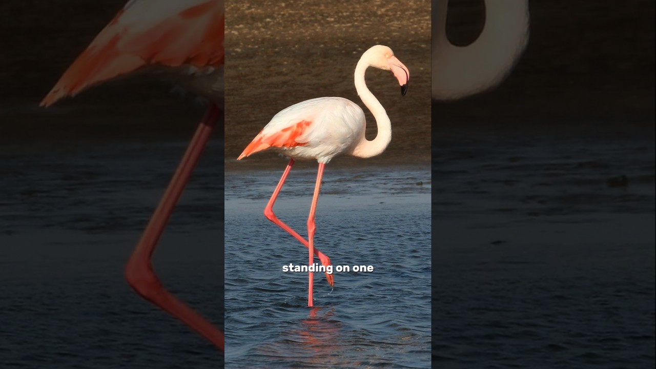 Why Flamingos Stand on ONE Leg 🦩