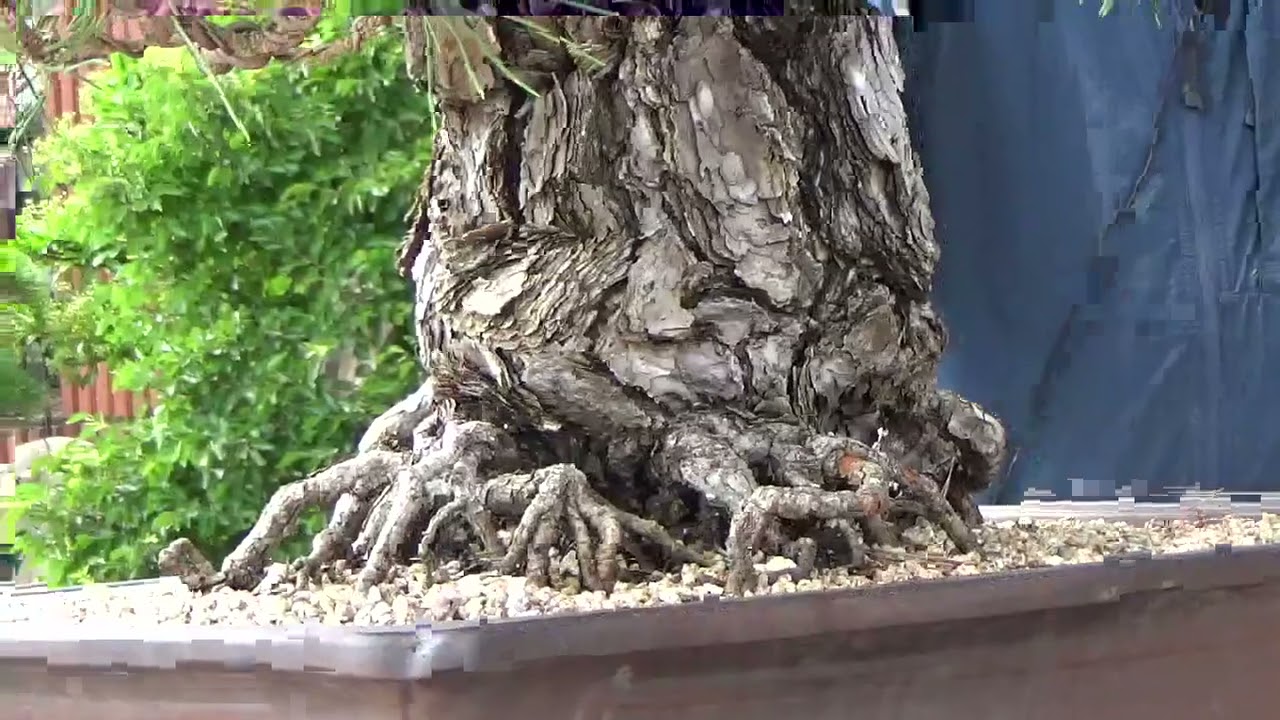 고창 예나원 경매장 21.6.20 명품특별전9 #매주(토,일)오전11시경매# 010 3671 5400 고창군 고창읍 녹두로1033 HP주유소(전북대 고창캠퍼스 앞) /