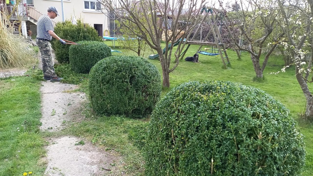 Tailler Du Buis En Boule