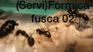 видео Serviformica fusca. Колония из стебля борщевика 